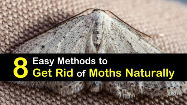 8 Easy Methods to Get Rid of Moths Naturally