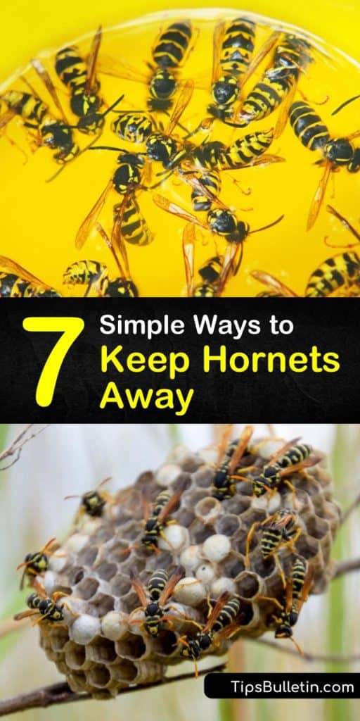 Learn how to get rid of wasps with ease using a homemade repellent, spray bottle, and wasp traps. Keep wasps away by covering trash cans to remove a food source, and remove a nest to prevent hornets by following a few safety steps. #keepinghornetsaway #hornets #plants #repellent #repelhornets