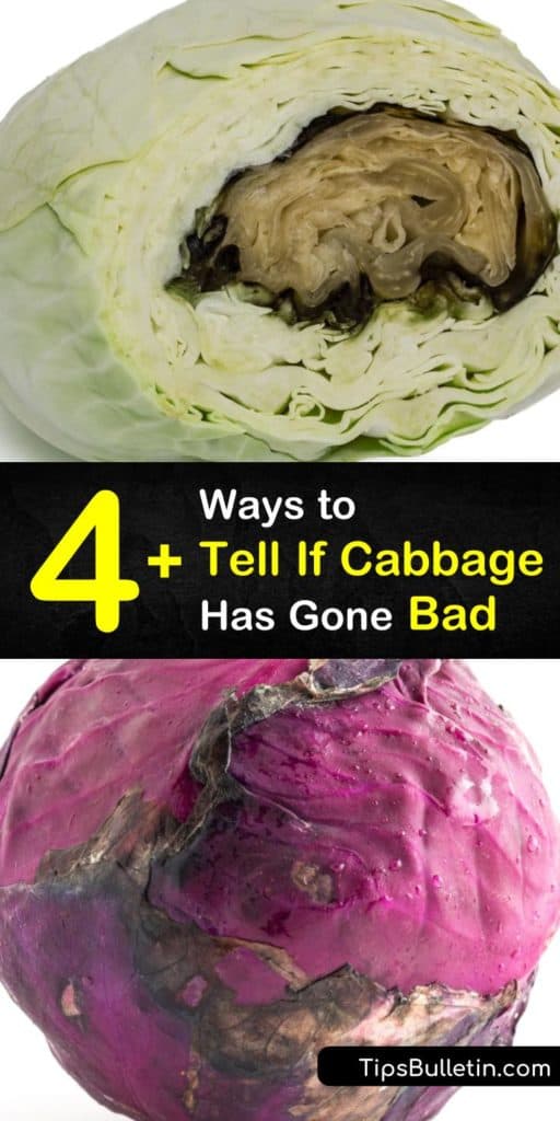 Learn how to tell if different types of cabbage are safe to eat, from whole cabbage to cut cabbage in a shred. We offer tips for green cabbage versus other varieties like savoy or red cabbage and making sauerkraut. #cabbage #cabbagelast #spoiledcabbage