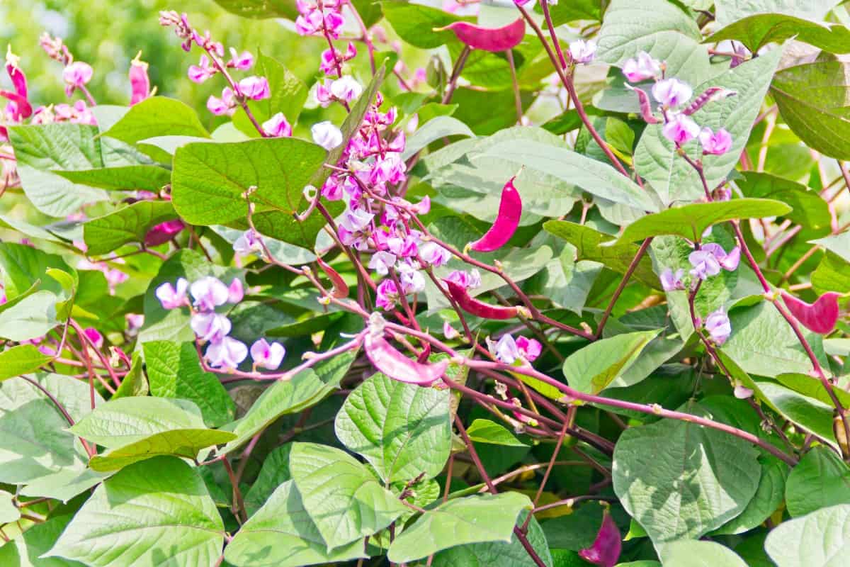 Hyacinth bean seeds produce flowers and bean pods that birds enjoy.