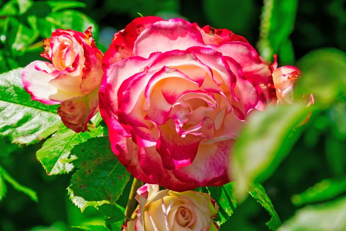 The hybrid tea rose is a very popular shrub.