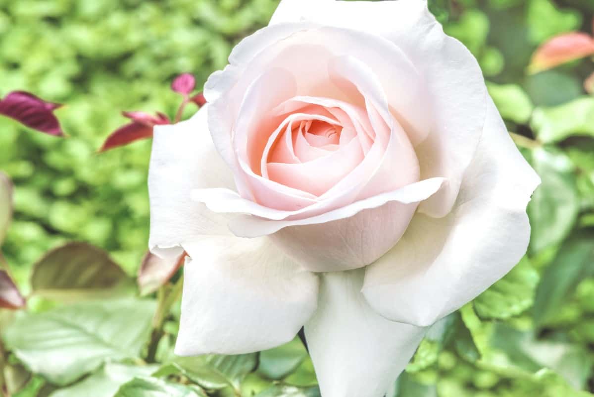 The hybrid tea rose is a rebloomer, at least four times a year.