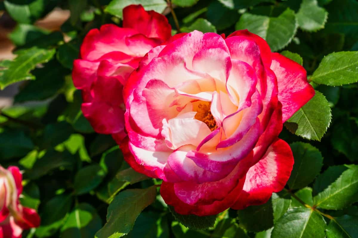 Hybrid tea roses prefer light shade.