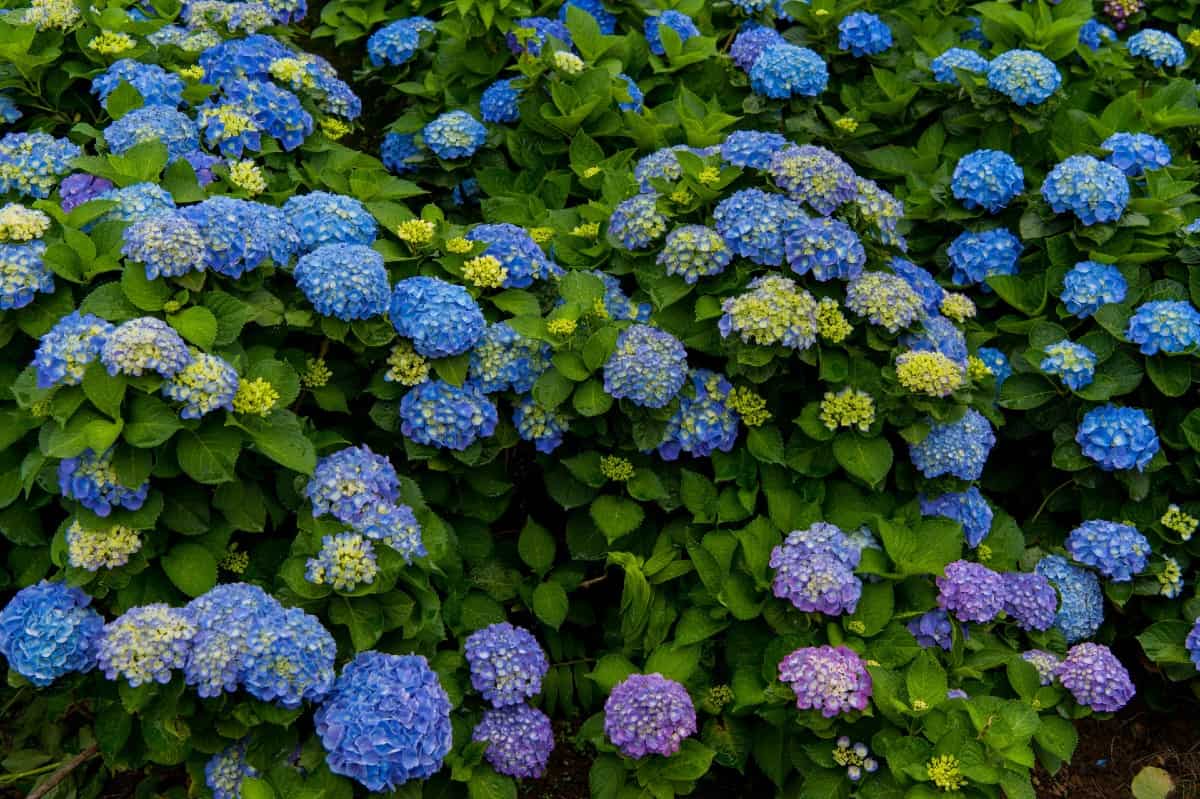 Hydrangeas have snowball-sized clusters of flowers.