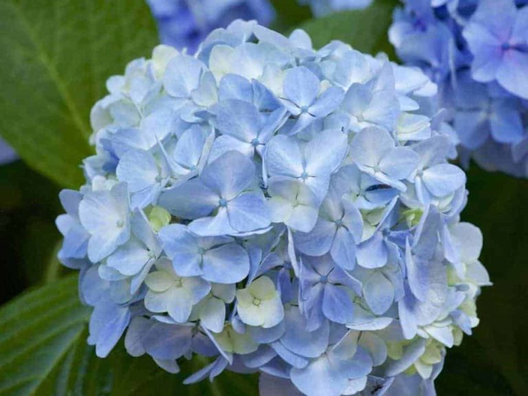 17 Low Light Outdoor Plants that Thrive Even in the Shade