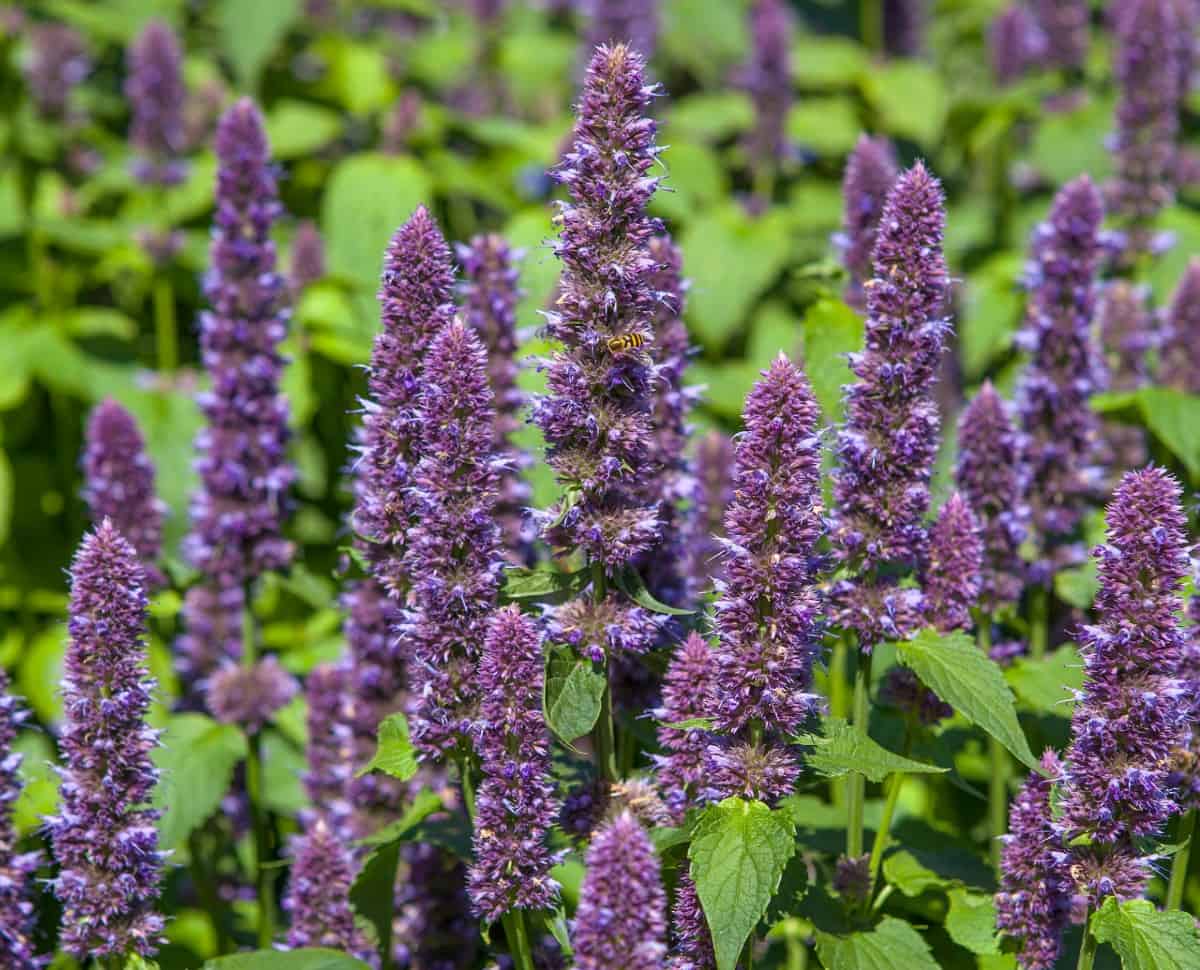 Hummingbirds love hyssop.