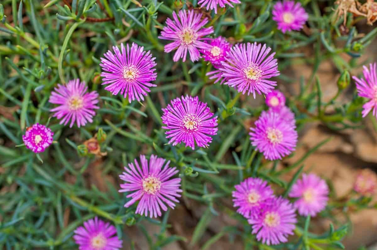 Ice plants have succulent-like stems and leaves.