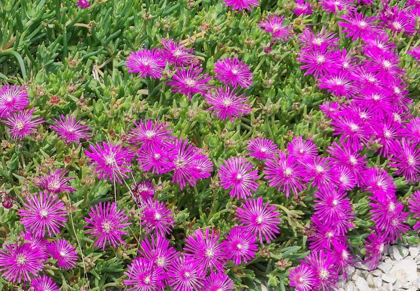 The ice plant is a hardy ground cover perennial.