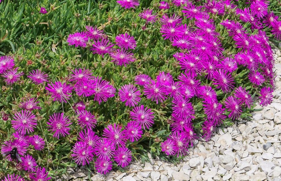 The ice plant prefers full sun locations.