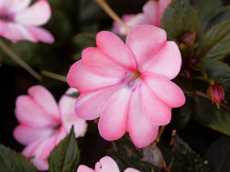 17 Low Light Outdoor Plants that Thrive Even in the Shade