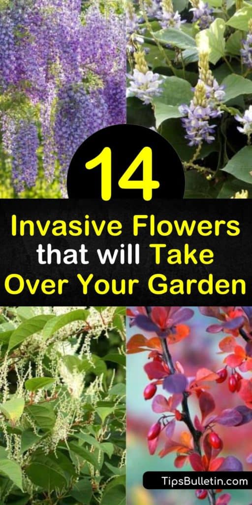 Learn how to identify some of the most invasive flowers and plants in the United States. Discover how these non-native species arrived in North America and how they are still used today. Find out the ways these plants impact the ecosystem and native species. #invasive #flowers #plants