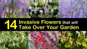 Invasive Flowers titleimg1