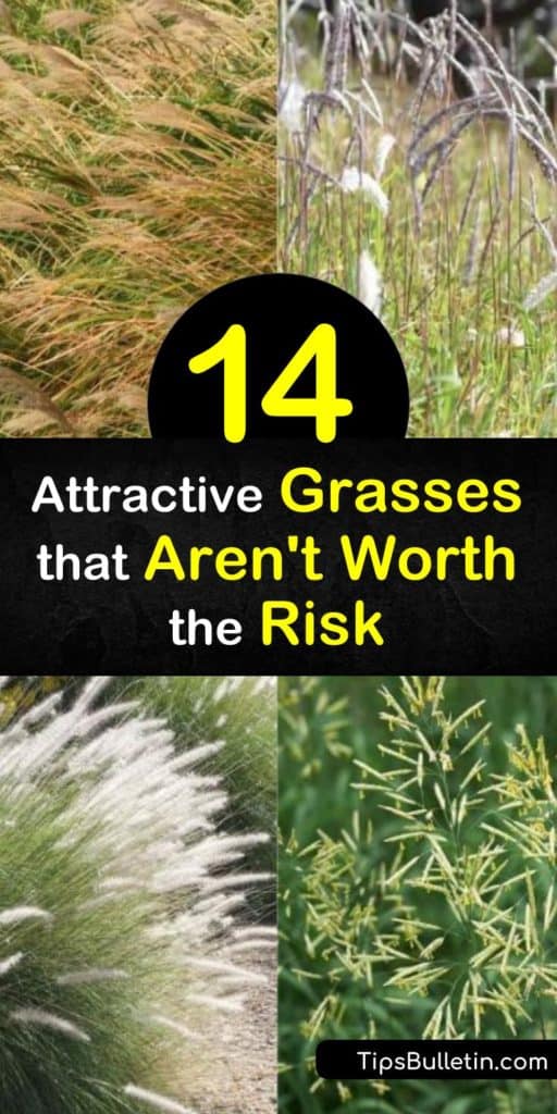 Learn about invasive grass species that may take over your yard. Non-native grasses like cheatgrass and buffelgrass may look attractive, but they can overpower native species and even increase the risk of wildfires. #invasive #grass #grasses #invasivesplants