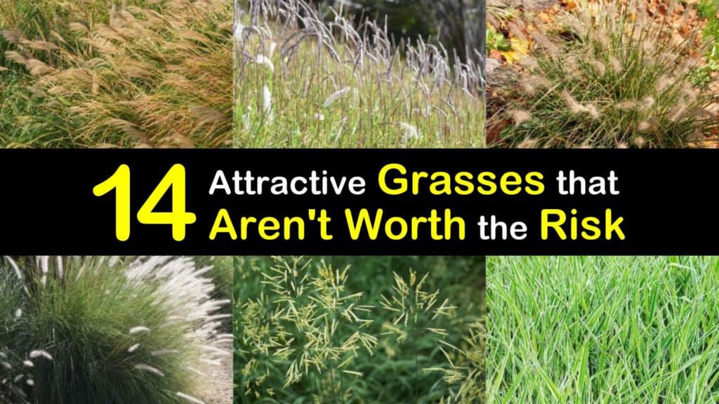 Invasive Grasses titleimg1