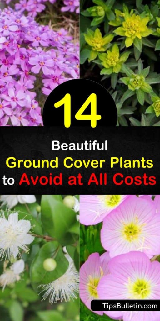 Learn about invasive plants, like Japanese pachysandra with its white flowers or vinca minor with its glossy green leaves and violet blooms, to avoid as ground covers. Choose native plants instead to stay in control of your garden. #ground #cover #invasive #plants