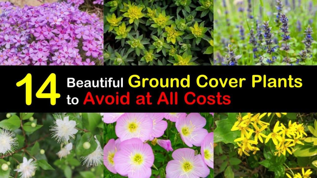 Invasive Ground Cover Plants titleimg1