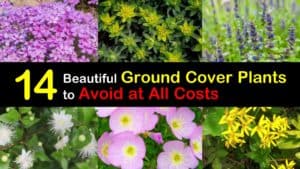 Invasive Ground Cover Plants titleimg1