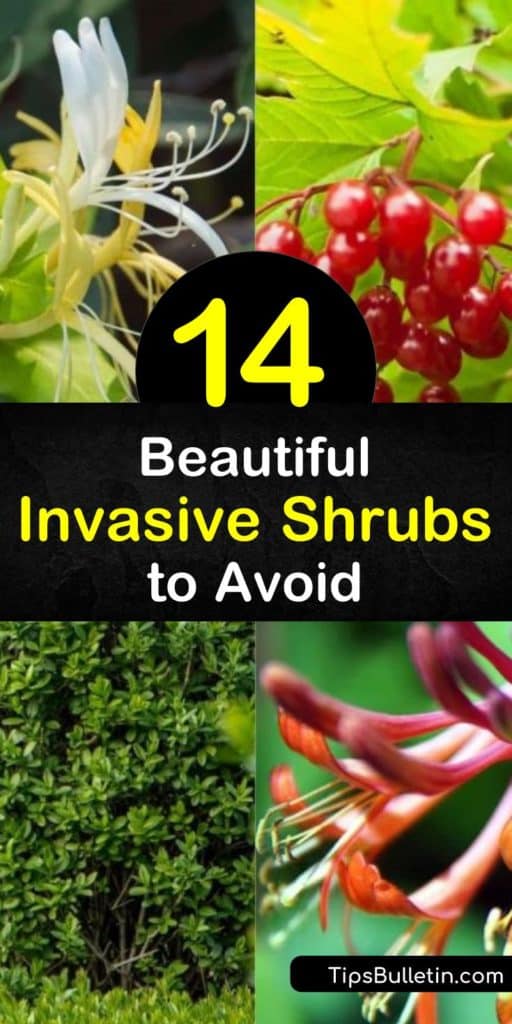 Invasive plants take over native plants, no matter how beautiful they look. Avoid options like multiflora rose, buckthorn, European privet, Japanese barberry, and the burning bush. #invasive #shrubs #plants #avoid