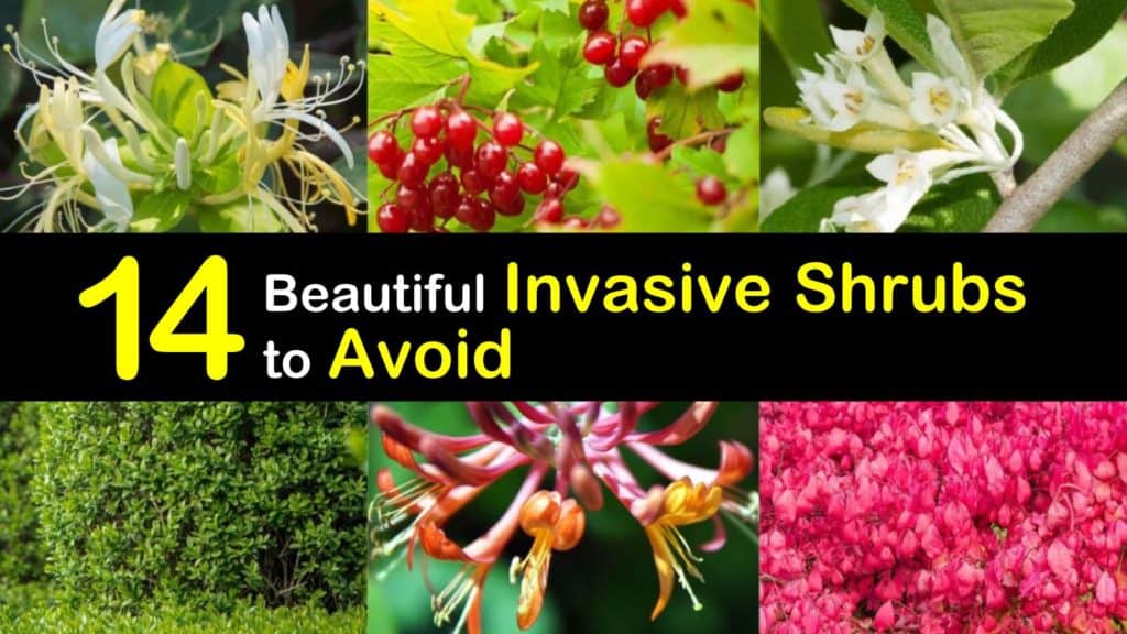 Invasive Shrubs titleimg1