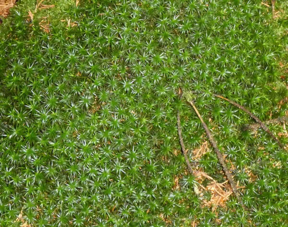 Irish moss is not an actual moss but it does have moss-like characteristics.