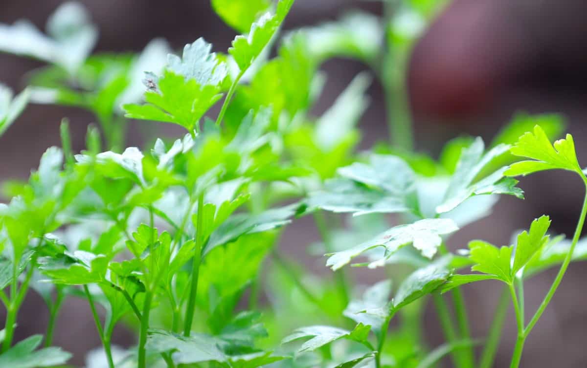 The flat leaf variety of Italian parsley is popular for cooking.