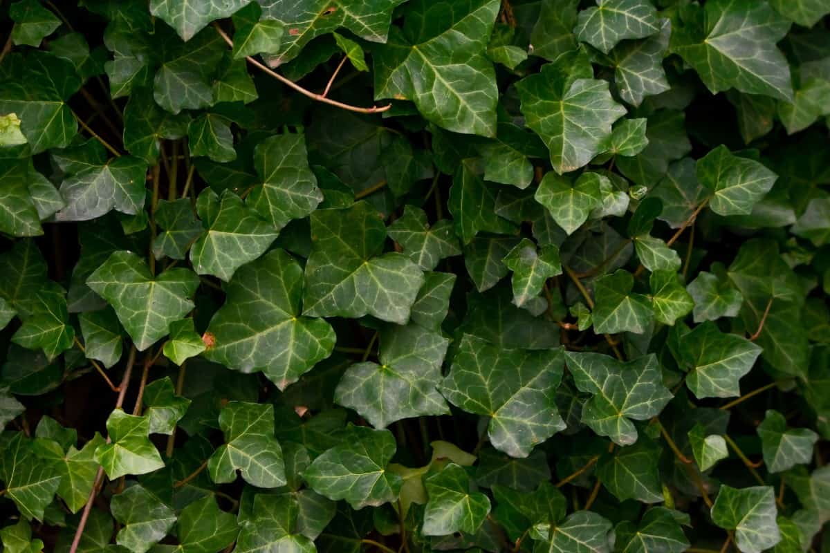 Ivy can become invasive if not pruned regularly.