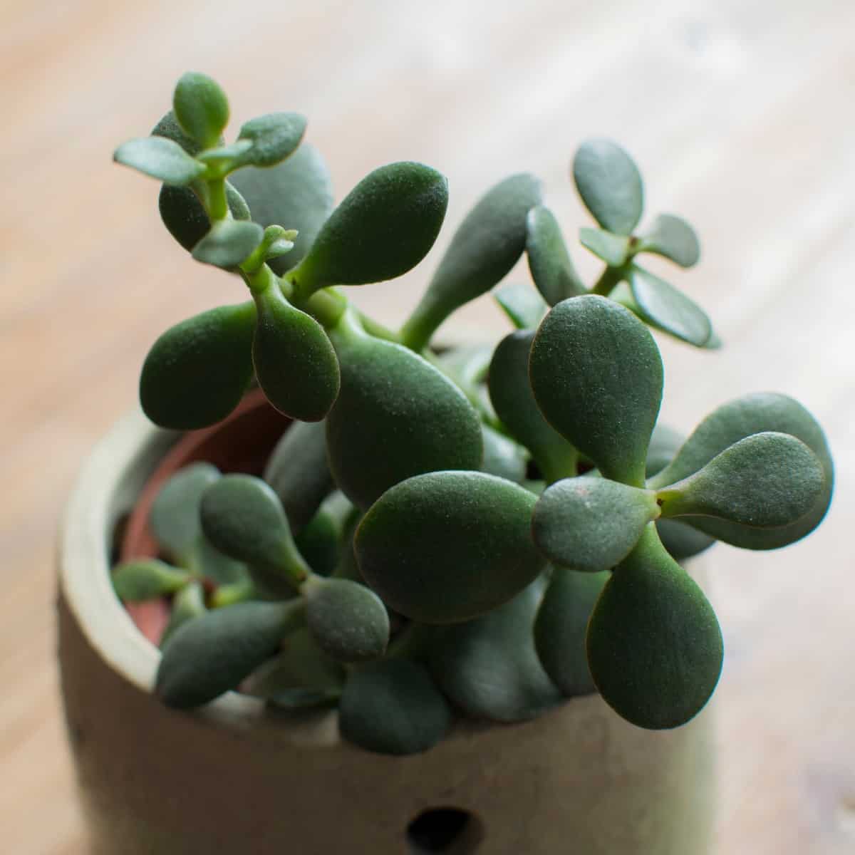 The jade or money plant is a pretty succulent.