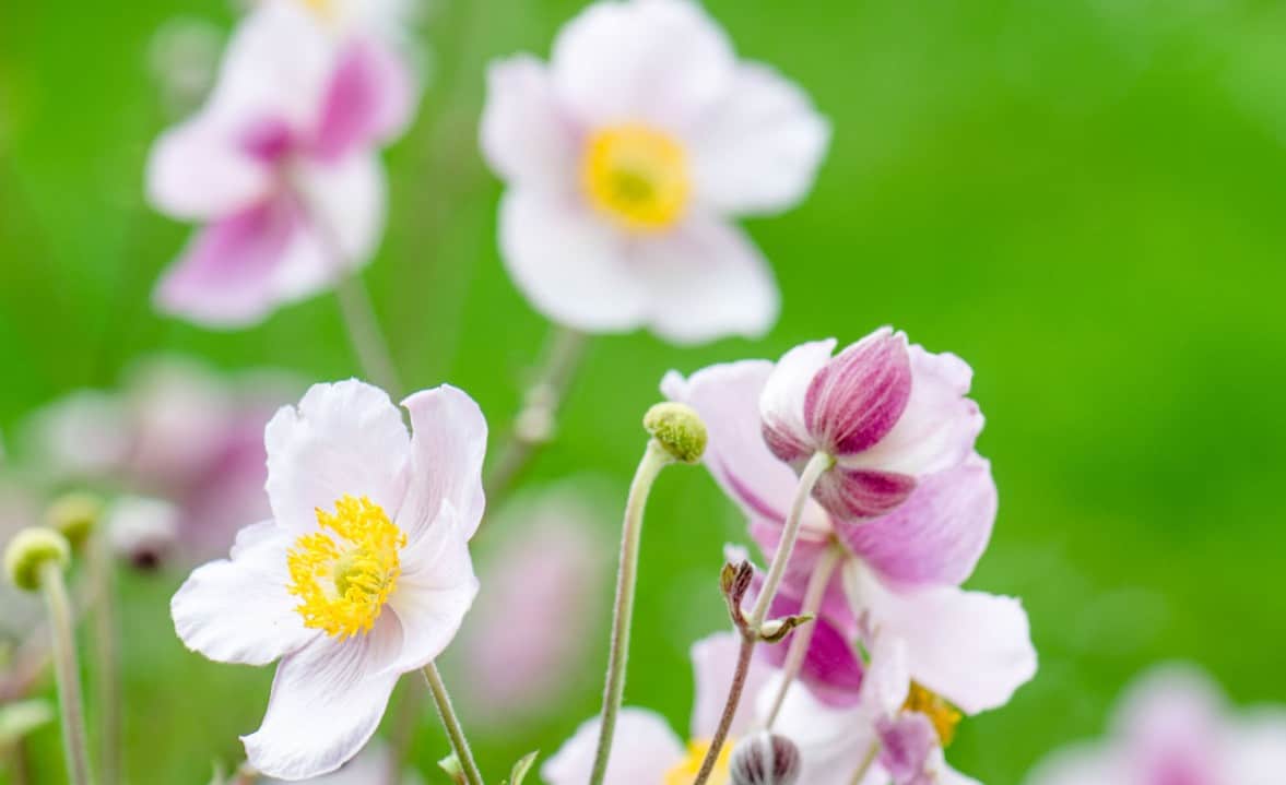 The Japanese anemone plant is quite fragile.