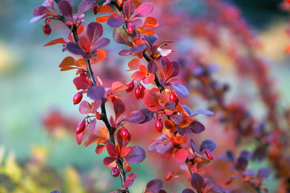 There are no natural ways to regulate Japanese barberry.