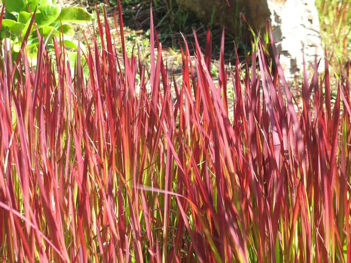 Japanese blood grass is known for its bright red tips.