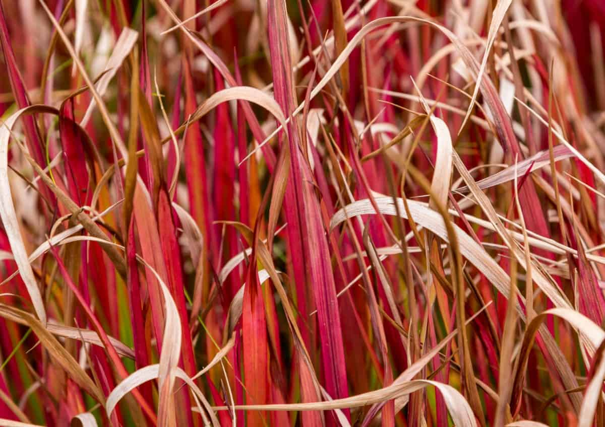 Japanese blood grass turns red in summer and burgundy in fall.