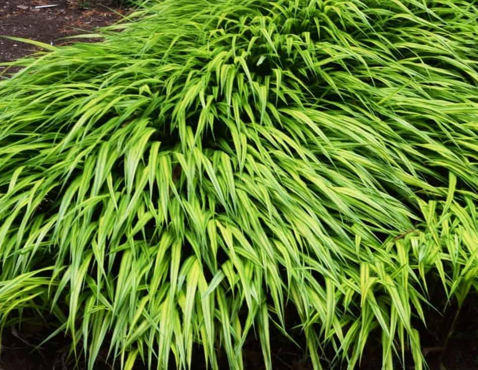 Japanese forest grass prefers shady areas.