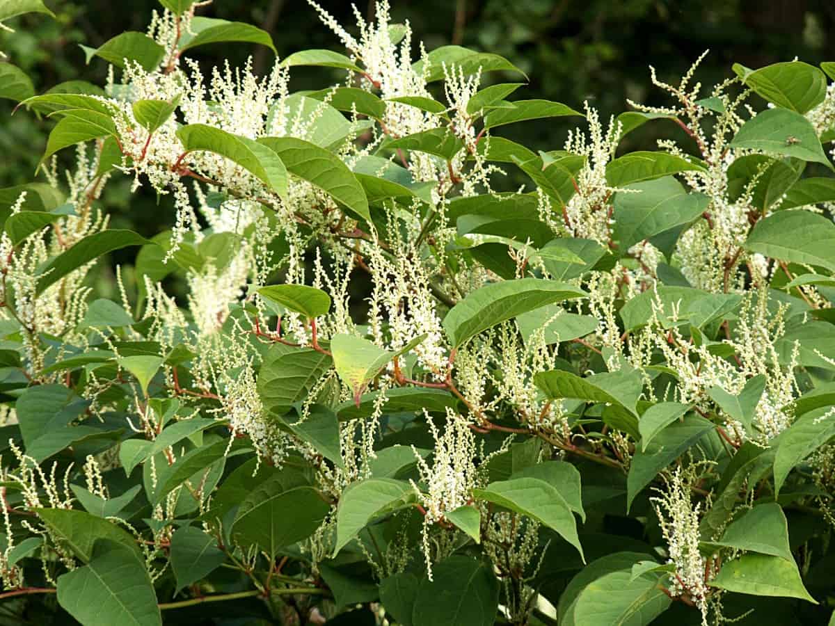 Japanese knotweed is a shrub that can grow up to ten feet tall.