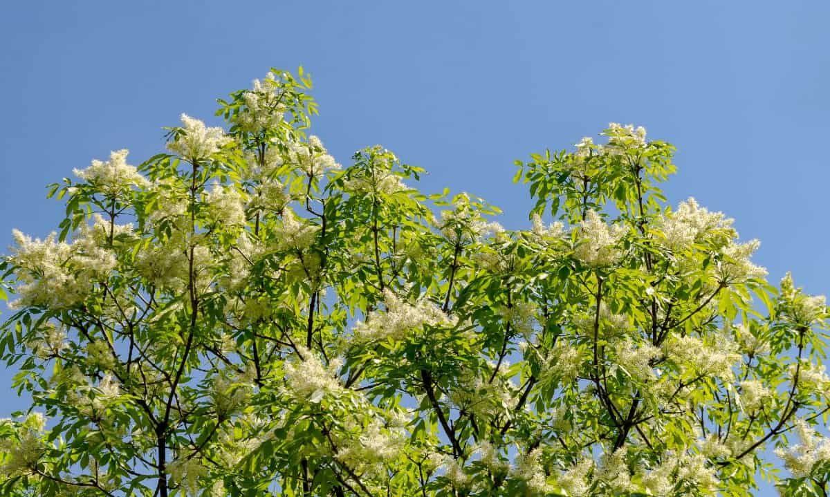 Japanese lilac trees have attractive blooms in early summer.