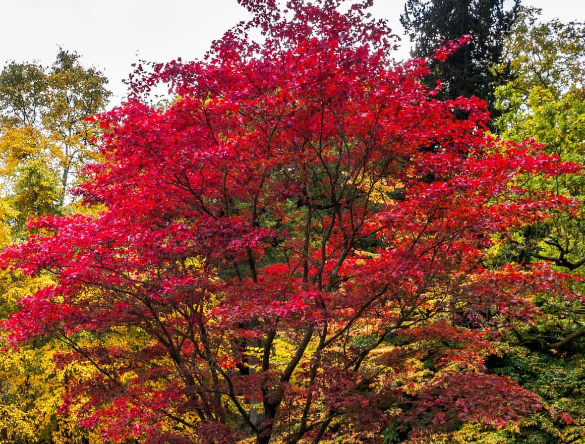 Japanese maple trees thrive in containers or in the yard.