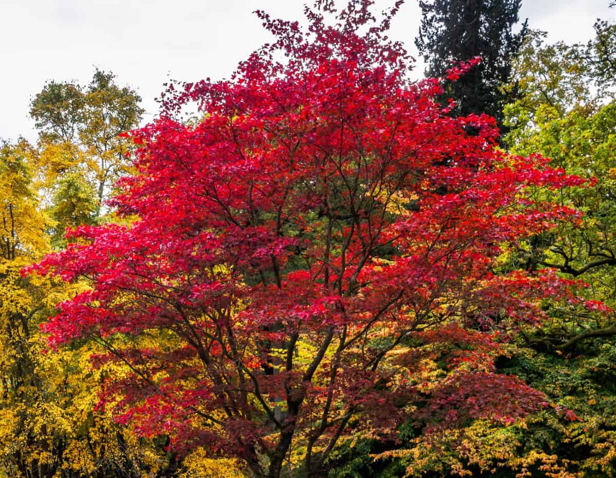 Leaf color for Japanese maple trees depends on the amount of heat and light it receives.