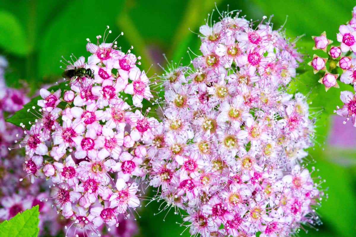 Japanese meadowsweet is also known as Japanese spirea.