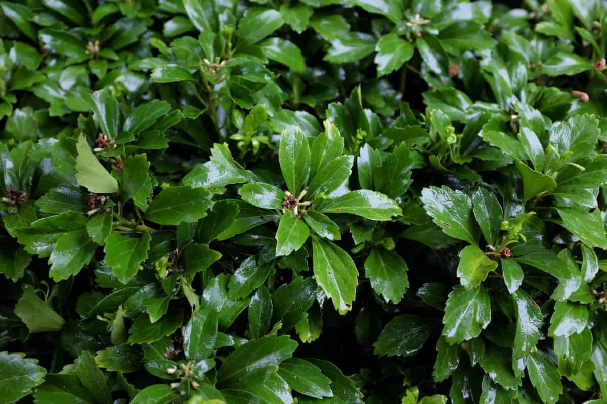 Japanese pachysandra is a highly invasive evergreen.