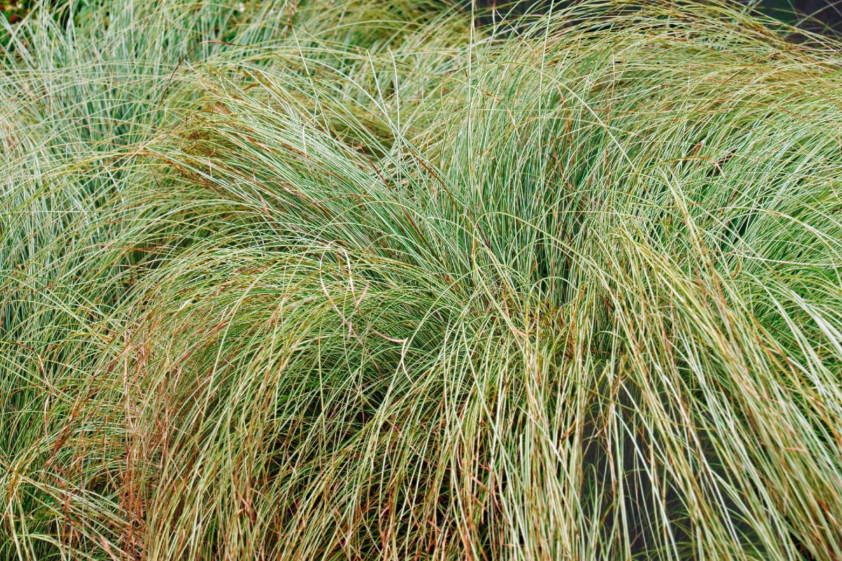 Japanese sedge grass has a graceful arching form.