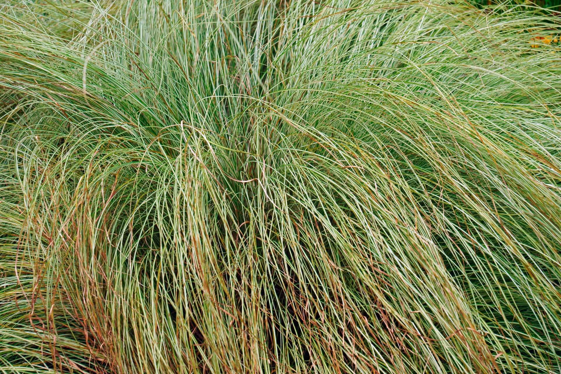 Japanese sedge is a popular dwarf grass.