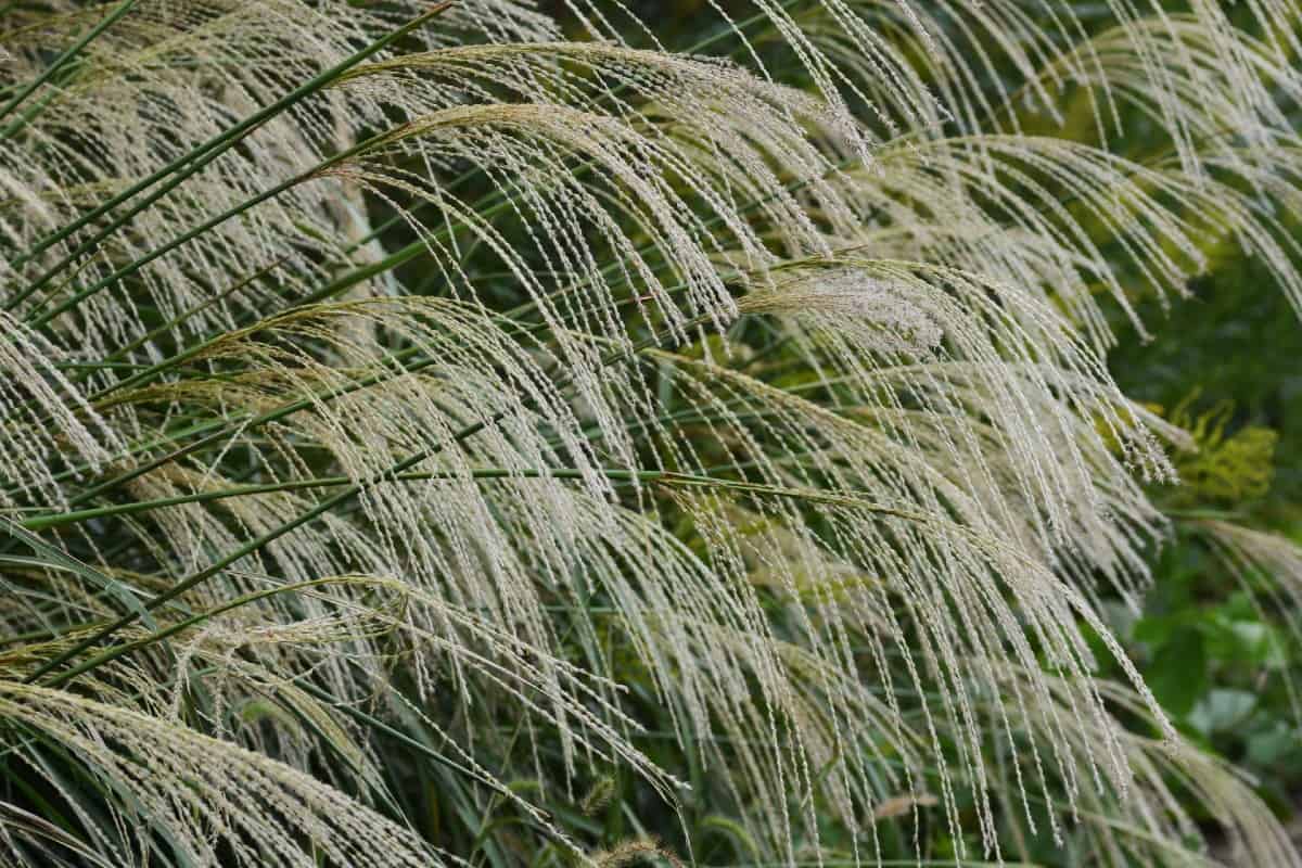 Japanese silver grass is a sun-lover.