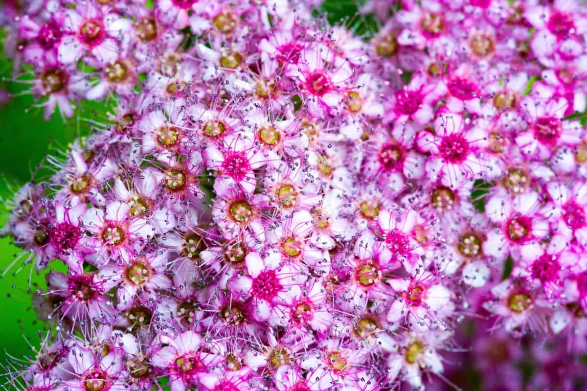 The Japanese spirea is a bee magnet.