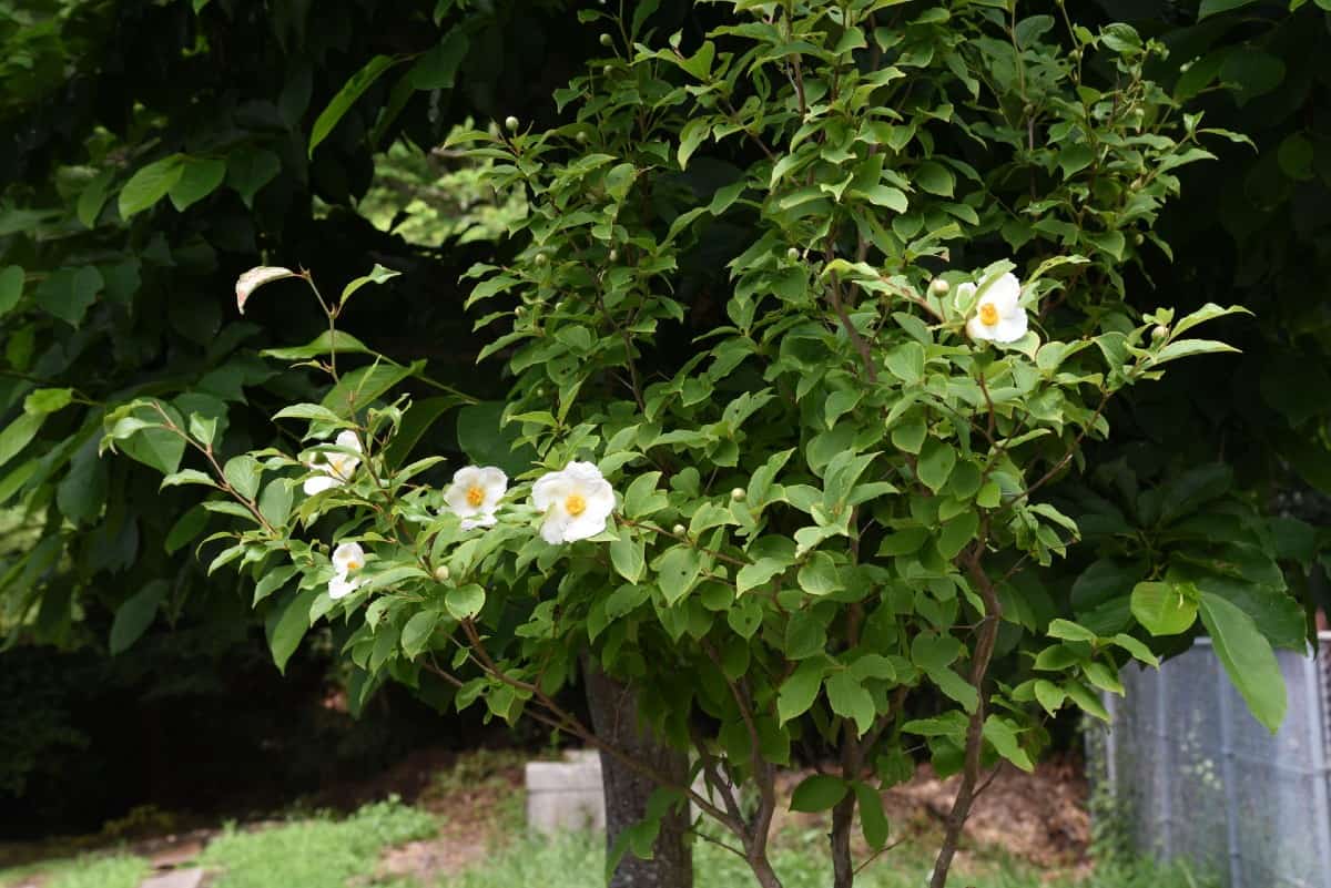 Japanese stewartia is a slow-grower.
