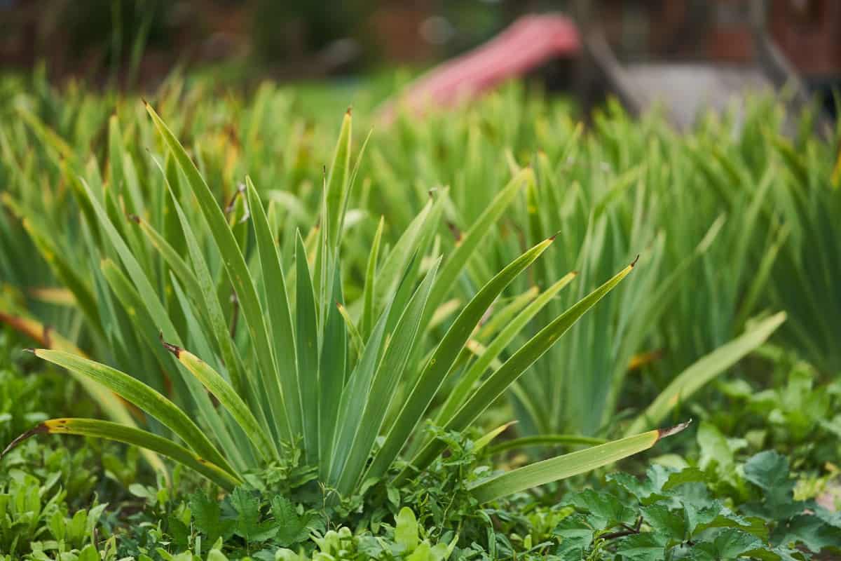 Japanese sweet flag looks like an ornamental grass but it is not related.