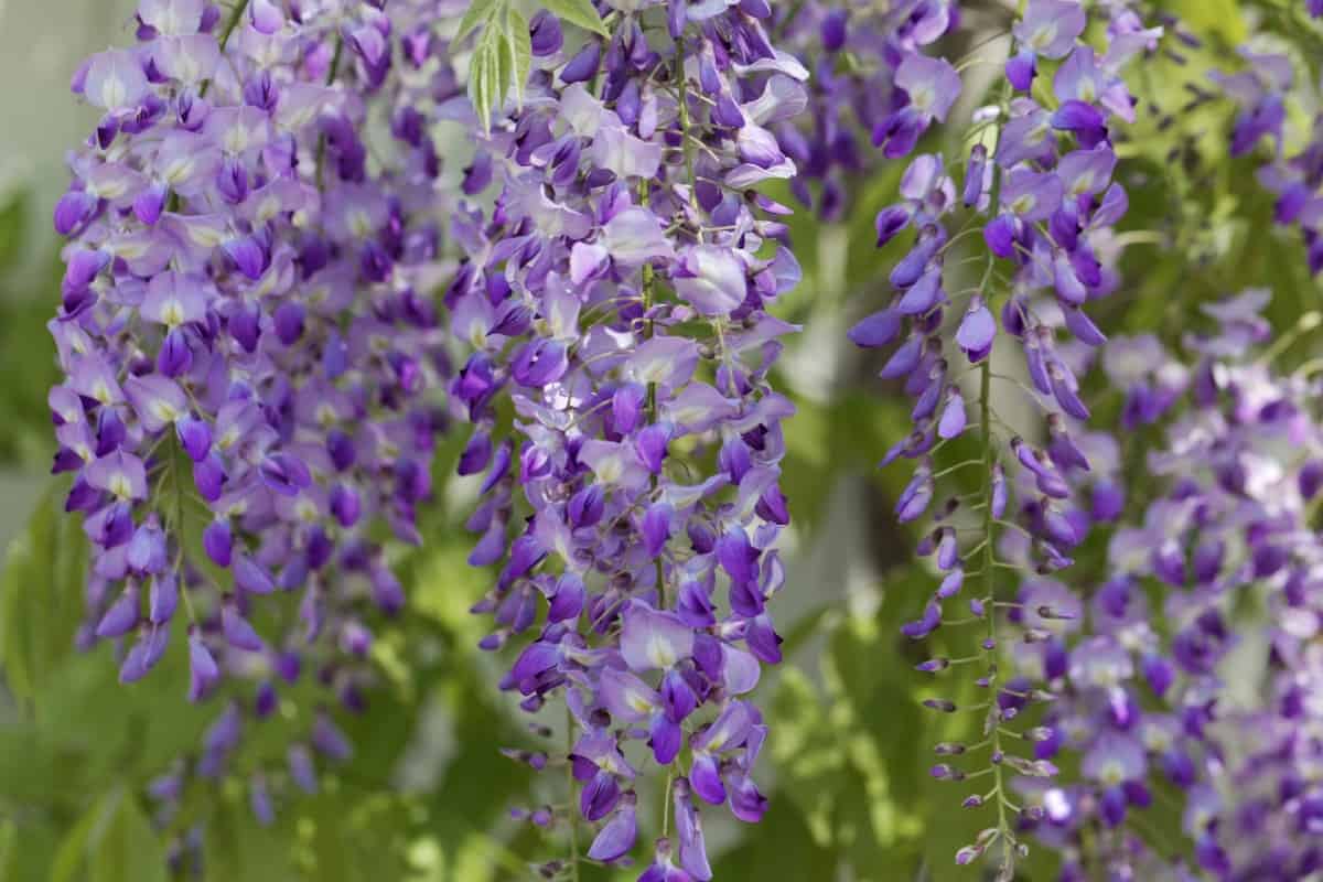 Japanese wisteria is a prolific grower that smells heavenly.