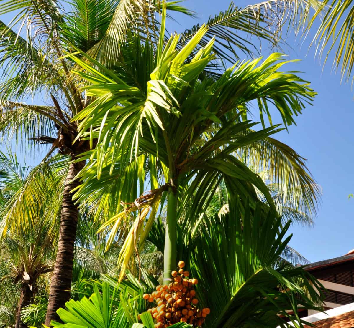 The jelly palm is an evergreen palm tree.