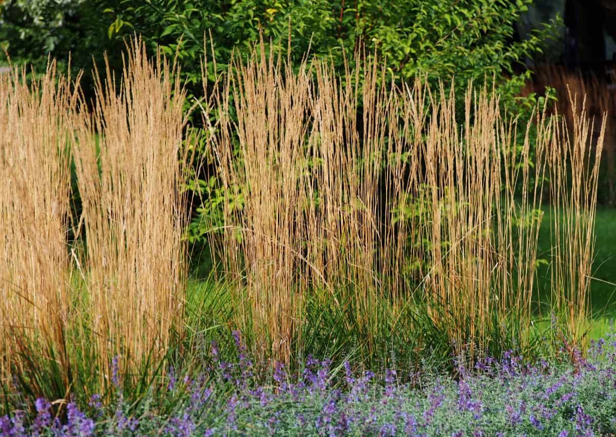 Karl Foerster feather reed grass blooms early in the spring.