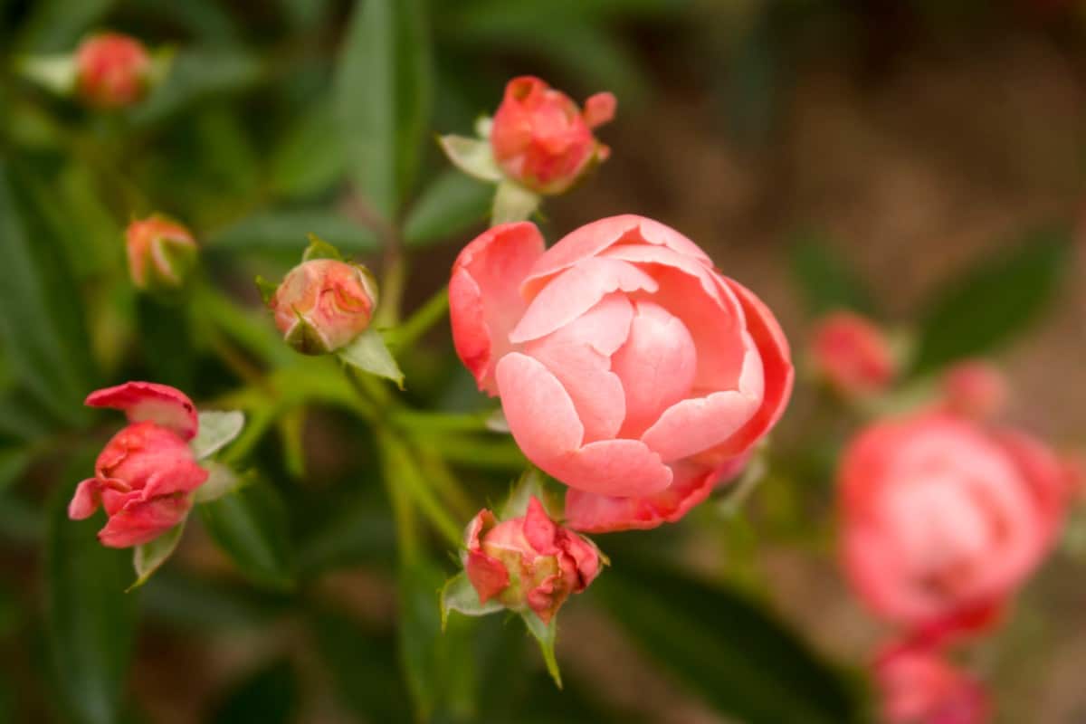 Knock out roses require little maintenance.