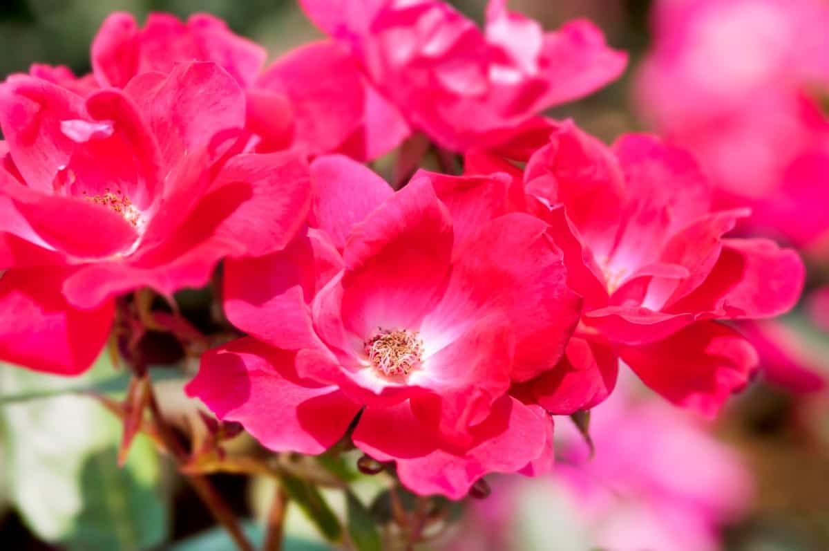 The knock out is the king of disease-resistant roses.