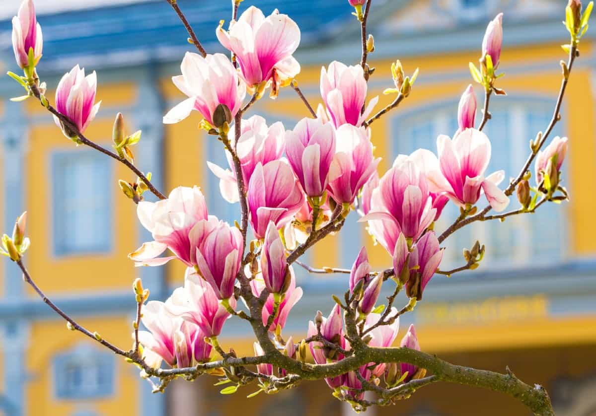 The Kobushi magnolia is known for its pink blooms.